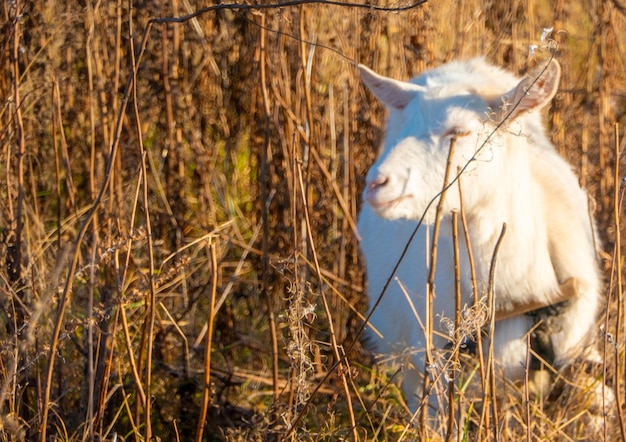 Cabra comendo grama murcha Gado em um pasto Cabra branca Gado em uma fazenda de aldeia Gado em uma fazenda de aldeia