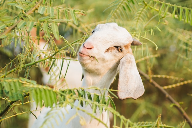 Cabra, comendo grama no prado verde