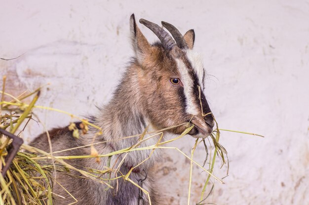 Foto cabra comiendo heno en el invierno en la granja.