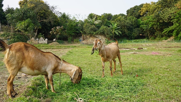 Foto la cabra se está comiendo la hierba en el campo.