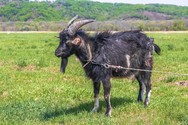 Cabra cornuda negra atada a pastar en el prado de primavera o verano.