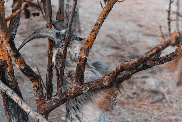 Foto una cabra con cuernos está en un árbol.