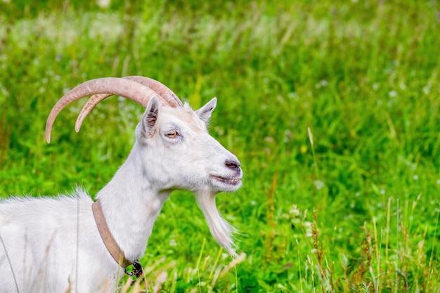 Cabra con cuernos blancos con barba pasta en un prado verde Vista de perfil Primer plano