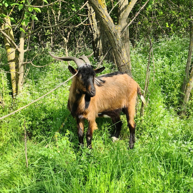 Una cabra con cuernos se encuentra en un campo de hierba alta.