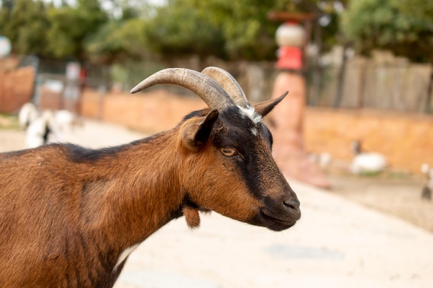 Una cabra con cuernos se encuentra en un corral en un zoológico.