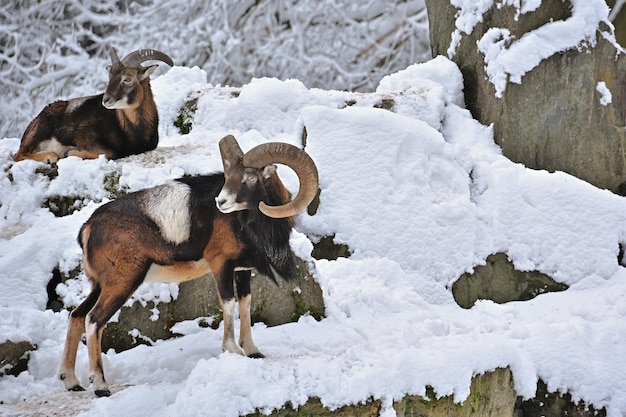 Una cabra con cuernos se encuentra en la nieve.