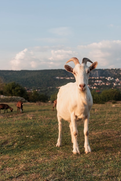 Foto cabra con cuernos de pie en el campo