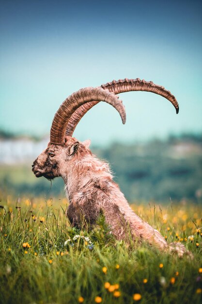 Foto una cabra con cuernos se sienta en un campo de flores.