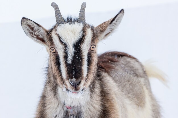 Cabra con cuernos sobre fondo blanco nieve_