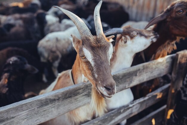 Cabra curiosa en corral de madera que mira la cámara