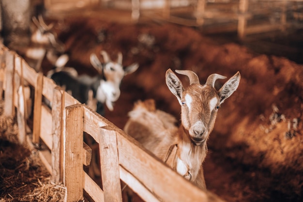 Cabra curiosa no curral de madeira, olhando para a câmera