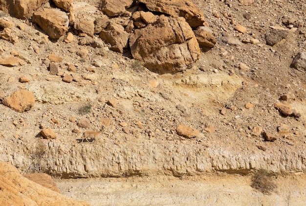 Cabra da montanha nas montanhas do deserto do Negev Israel