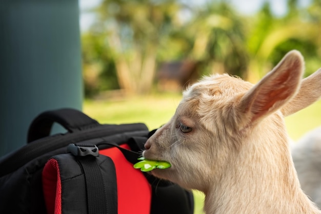 Foto cabra de bebê fofo tentando comer uma folha de trevo verde de plástico por engano.