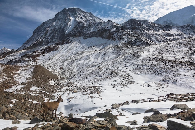 Cabra de montanha Alpine Ibex jovem nas rochas nos prados Mount Blanc França