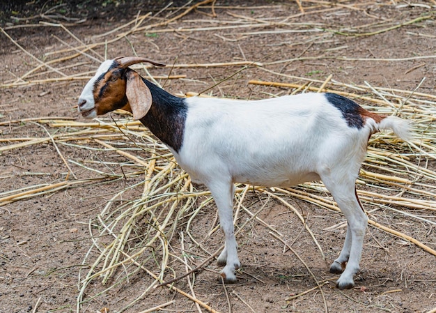 Cabra de pé em um campo