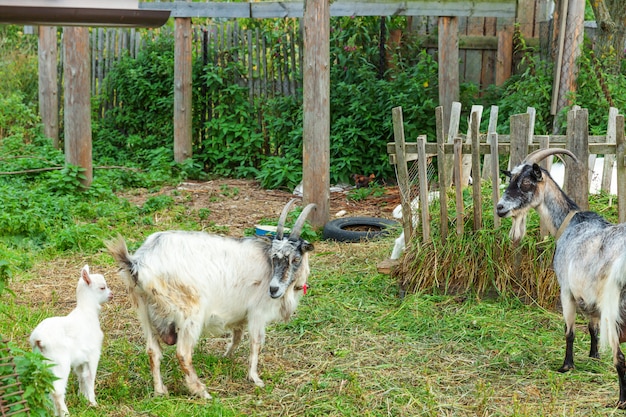 Cabra de pintainho bonito relaxante na fazenda rancho em dia de verão. Cabras domésticas pastando no pasto e mastigando. Cabra na fazenda eco natural crescendo para dar leite e queijo.