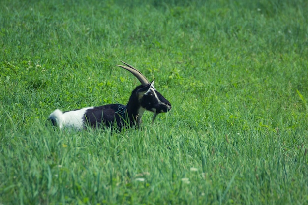Cabra descansando sobre un campo de hierba verde