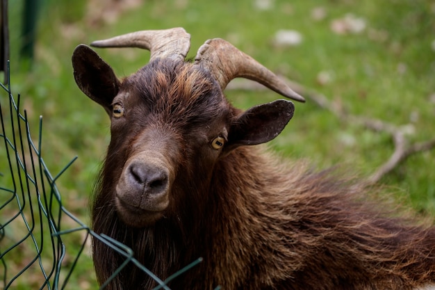 Una cabra detrás de una valla en busca de comida.