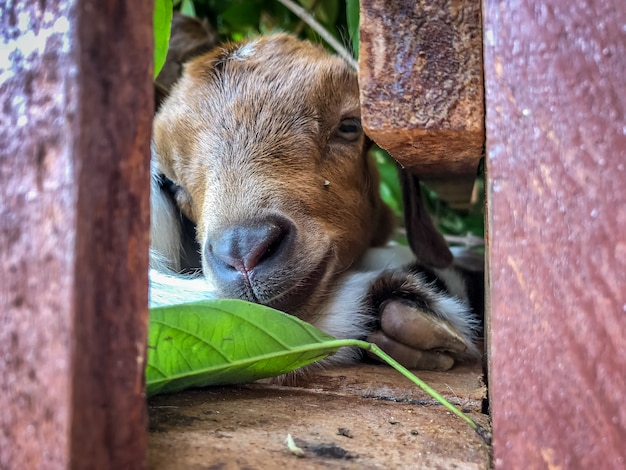 La cabra duerme en el establo.