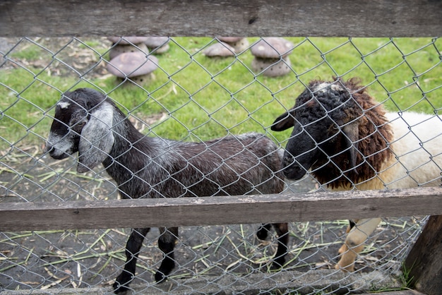 Cabra e amigo na fazenda na província de Phetchabun