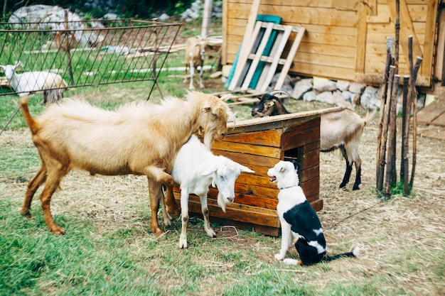 Cabra e cabra perto de uma casa de cachorro e um cachorro em uma fazenda de cabras