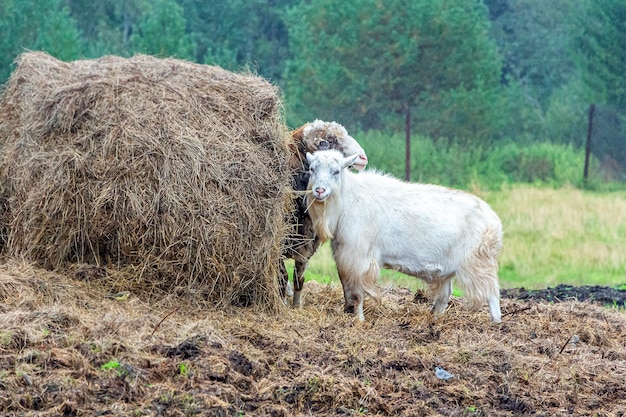 Cabra e carneiro se alimentam perto do palheiro