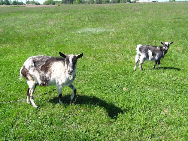 Cabra e filhote no pasto verde