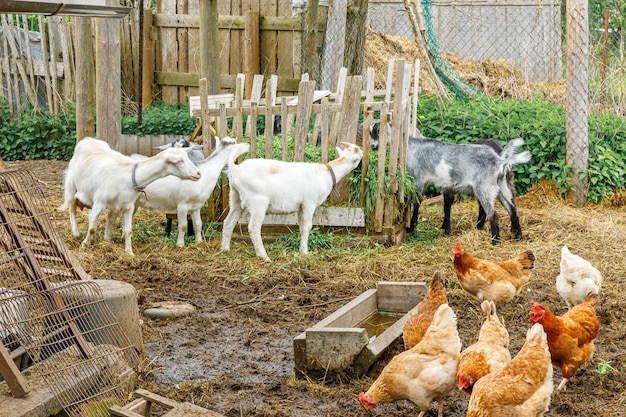 Cabra e frango ao ar livre na fazenda de animais orgânicos pastando livremente no quintal no fundo do rancho galinha ch ...