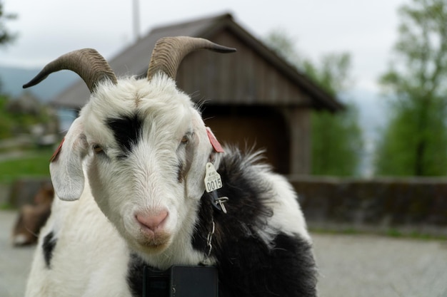 Cabra em close-up na fazenda de rua na Noruega