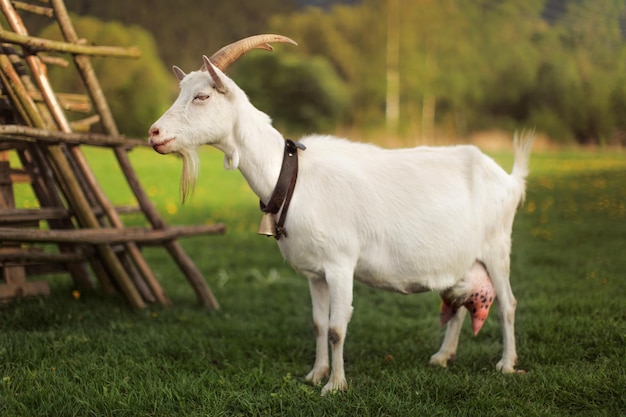 Cabra em pé em um prado de fazenda. Foto de lado.