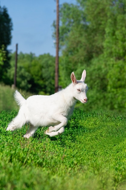 Cabra em um campo de trigo