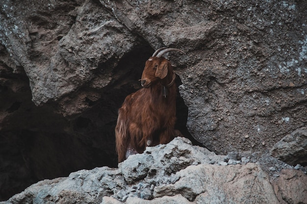 Cabra em uma rocha Caminho dos Deuses (Sentiero degli Dei) Rota de trekking da Costa Amalfitana Itália