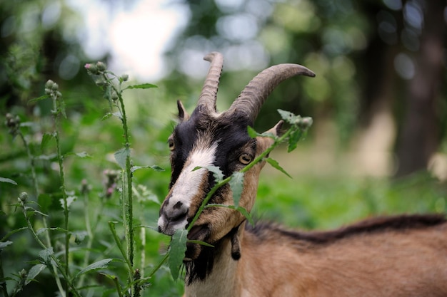 Cabra fechada em um fundo de campo verde