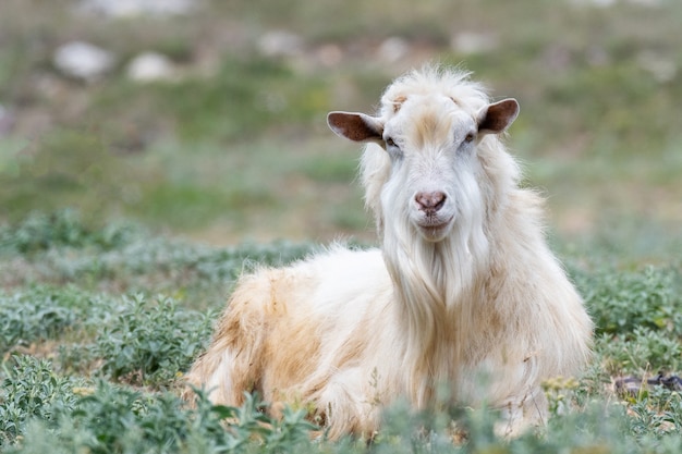 Cabra fofa em pasto verdejante no campo