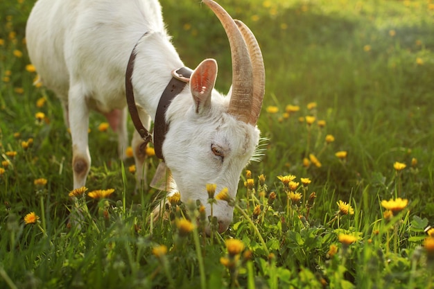 Cabra hembra pastando, comiendo hierba en una pradera llena de dientes de león, iluminada por el sol de la tarde, detalle en la cabeza y los cuernos.