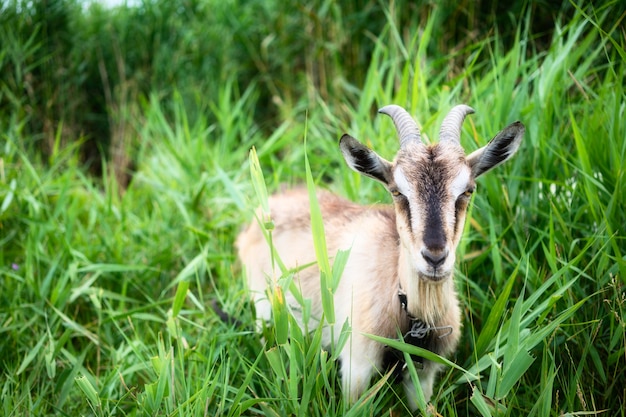 Cabra de humo de granja comiendo hierba en pastos