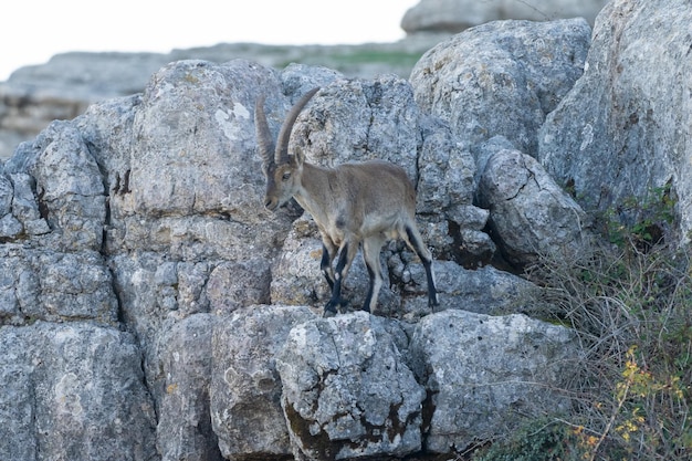 Foto cabra ibérica macho capra pyrenaica hispanica en el torcal antequera málaga