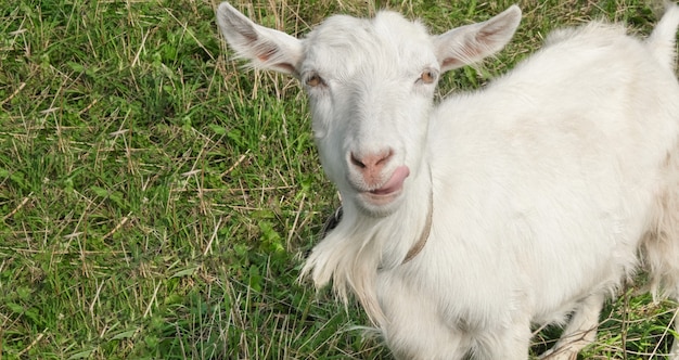 Cabra joven blanca divertida al aire libre en verano mirando a cámara mostrando la lengua en el campo de pradera de hierba verde ...