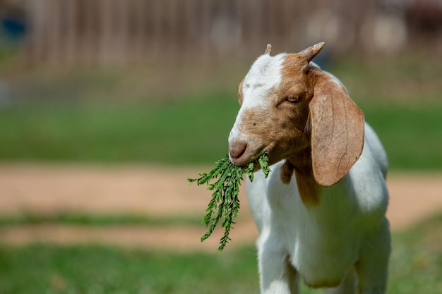 Foto cabra joven comiendo hojas de acacia