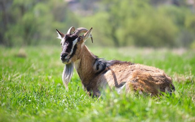 Cabra de leche doméstica con barba larga y cuernos descansando sobre hierba de pasto verde en el día de verano