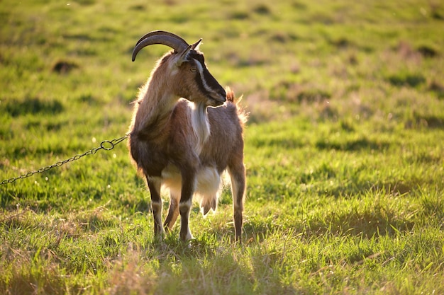 Cabra de leche doméstica con barba larga y cuernos pastando en pastos de granja verde en el día de verano