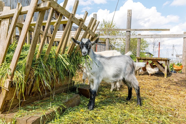 Cabra linda del ganado animal moderno que se relaja en el patio en la granja en cabras domésticas d ...