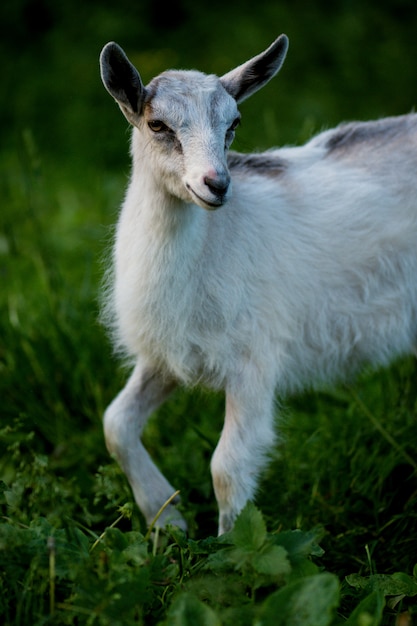 Cabra linda posando. Cabra do bebê que anda no prado. Cabra garoto comendo grama verde