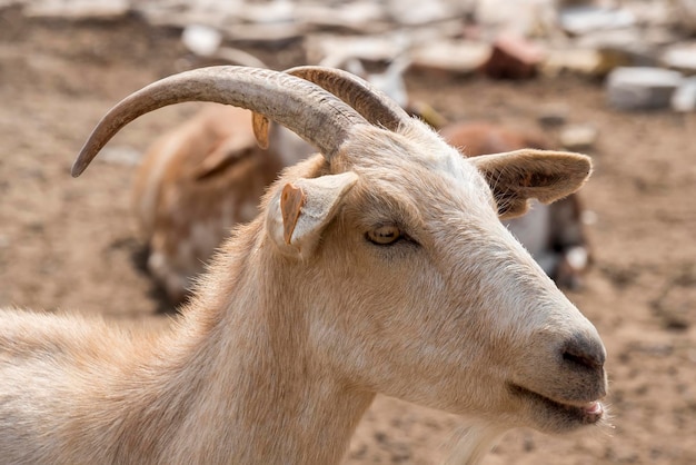 Cabra marrom na fazenda