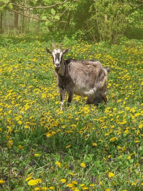 Cabra marrom no campo Cabra marrom e branca ajoelhada na grama verde