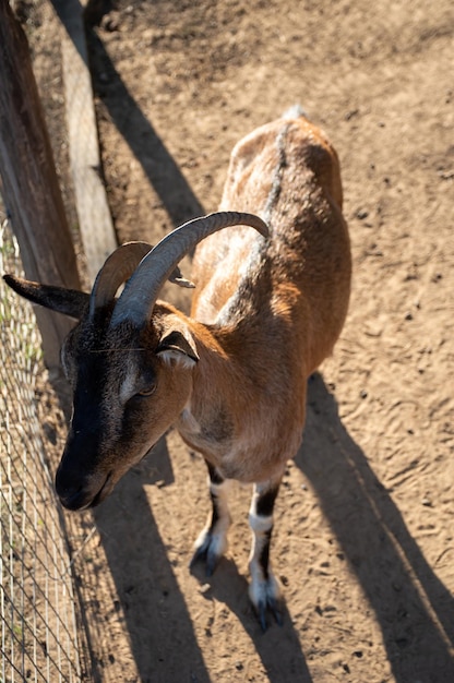 Cabra marrón con grandes cuernos en el corral