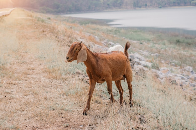 Cabra marrón