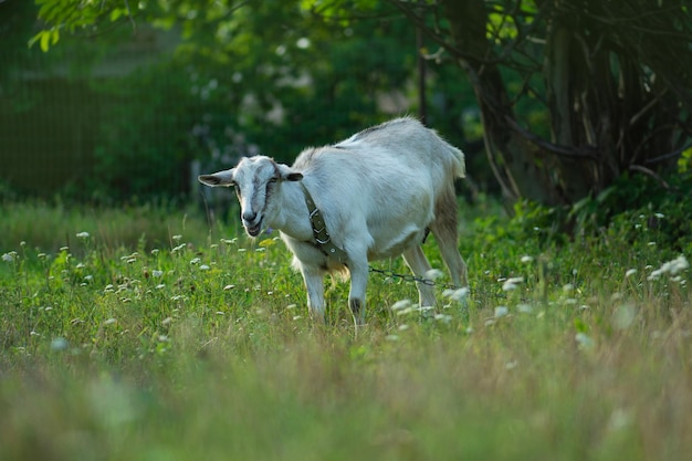 Cabra mastigando galhos de árvores e folhas no jardim As cabras domésticas pastam no pasto no dia ensolarado