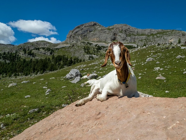 Cabra en montaña dolomitas