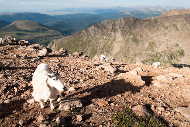 Una cabra de montaña en las Montañas Rocosas de Colorado